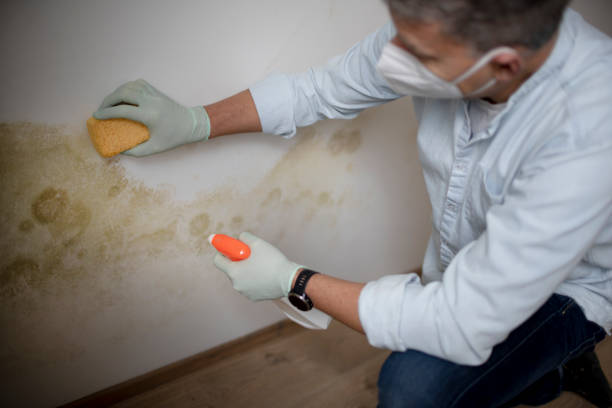 Best Basement Mold Remediation in Mitchell, NE